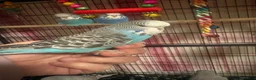 Budgerigars birds for sale: Baby Budgies’s for sale  - Advert 20