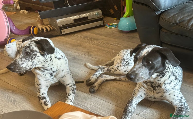 Mixed Breed dogs - Advert 1
