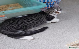 Maine Coon cats for sale: Maine coon x sphynx kittens - Image 5