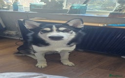 Utonagan dogs for sale: Meet Aro - Image 4