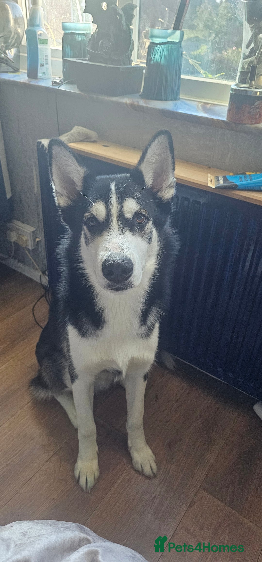 Utonagan dogs for sale: Meet Aro - Image 4