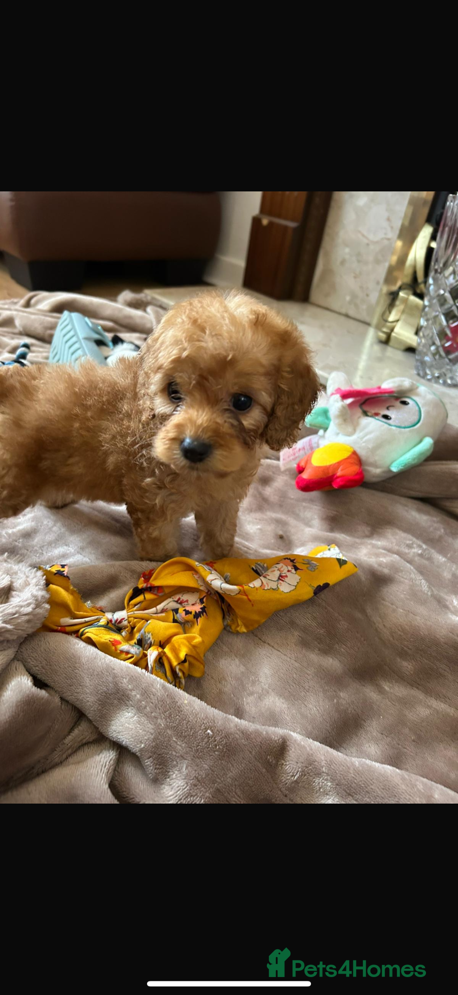 Cockapoo dogs for sale: Cockapoo puppies in Aberdeen - Advert 6