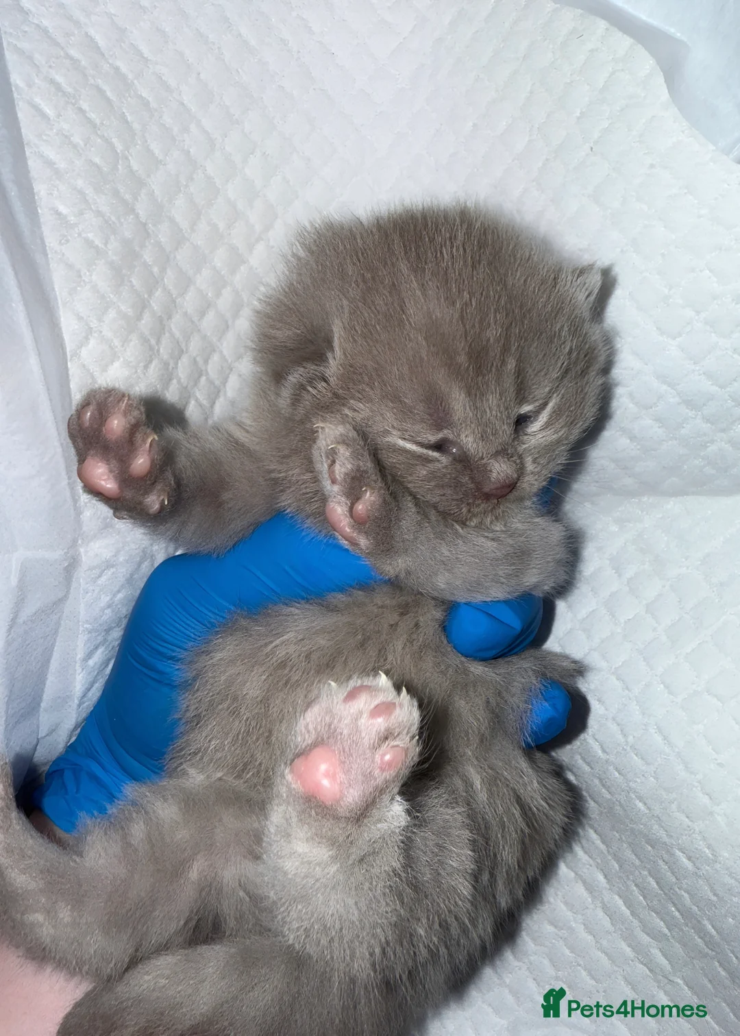 British Shorthair cats for sale:  British short hair Kittens – Waiting List Open ✨ - Advert 6