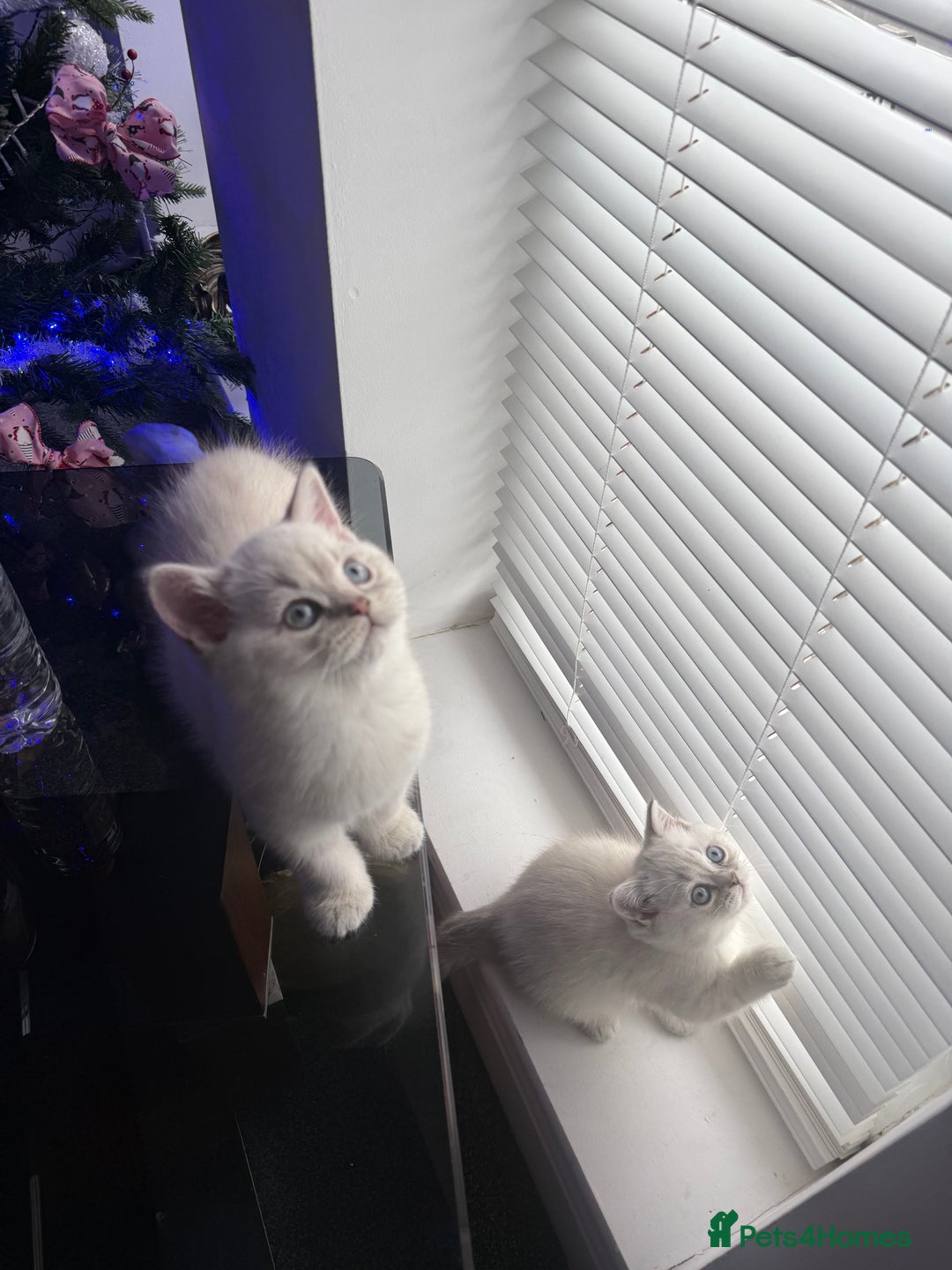 Scottish Fold cats for sale: 😻Stunning Pure breed Scottish fold kittens 😻 - Advert 33