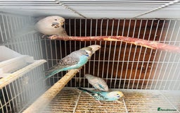 Budgerigars birds for sale: Budgies of various colours and ages  in Luton - Image 3