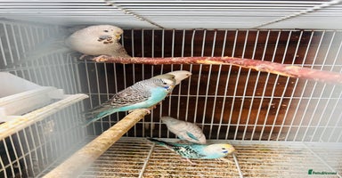 Budgerigars birds in Luton - Advert 13