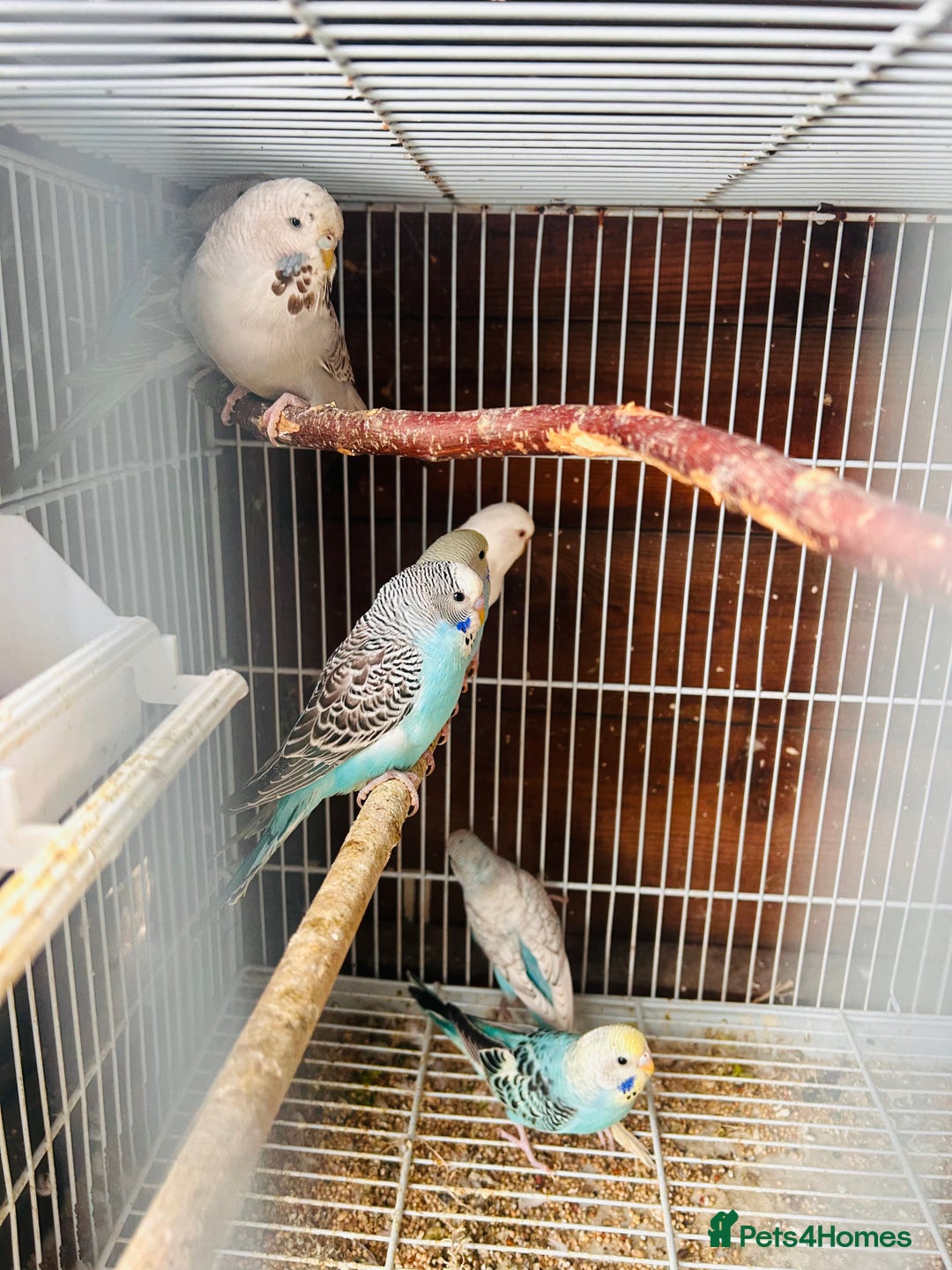 Budgerigars birds for sale: Budgies of various colours and ages  in Luton - Image 3