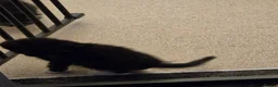 Mixed Breed cats for sale: 3 female kittens in Stoke-on-Trent - Advert 2