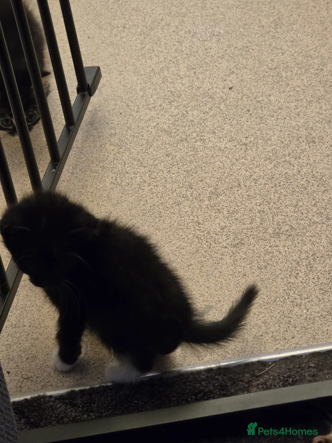 Mixed Breed cats for sale: 3 female kittens in Stoke-on-Trent - Advert 2