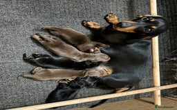 Miniature Dachshund dogs for sale: KC Reg, Health tested, miniature Dachsund Puppies - Image 22