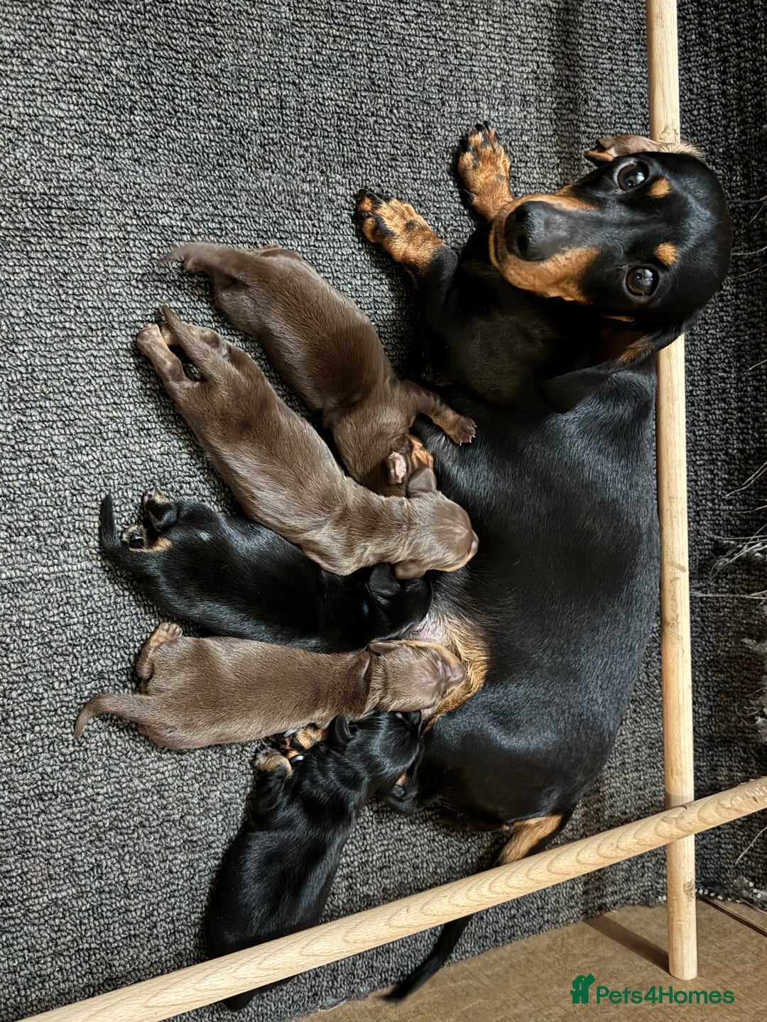 Miniature Dachshund dogs for sale: KC Reg, Health tested, miniature Dachsund Puppies - Image 22