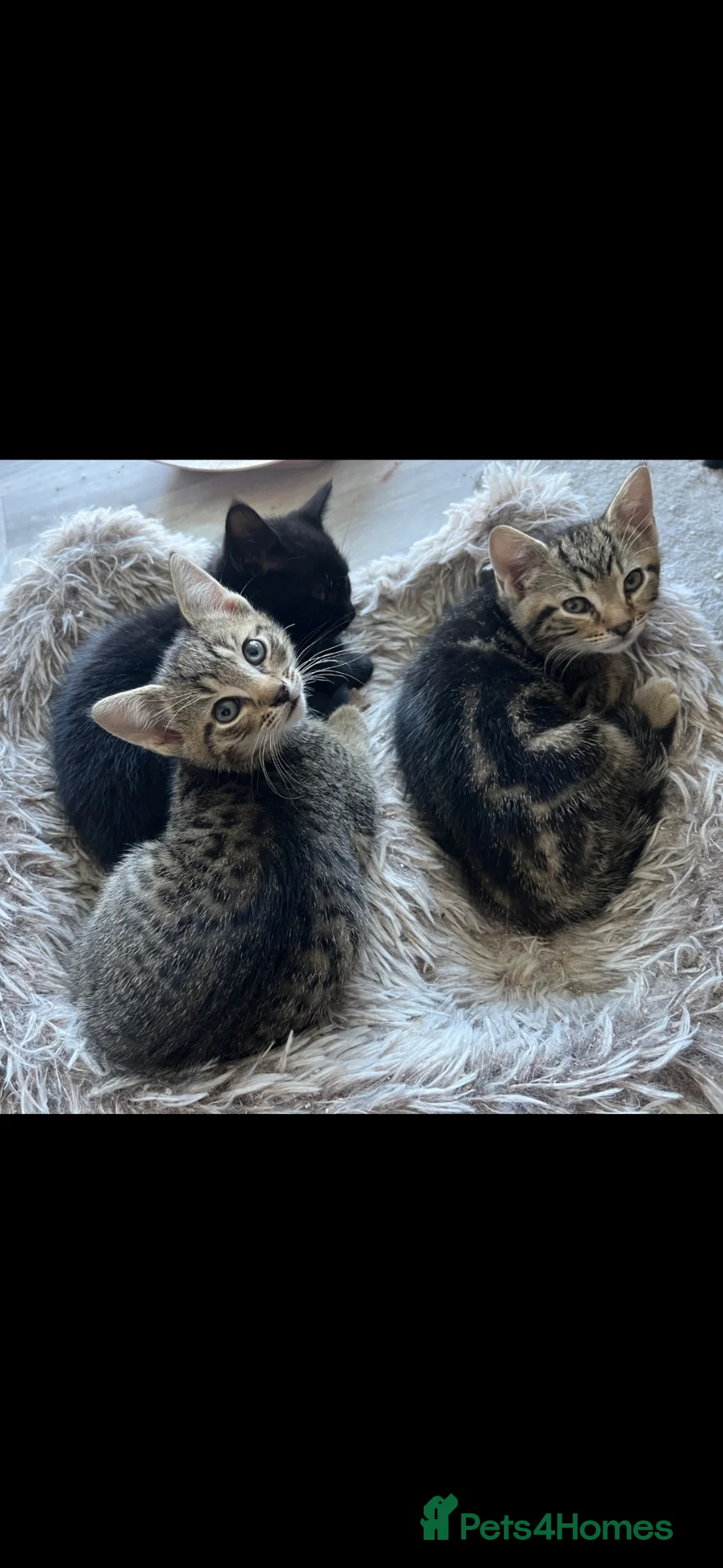 Domestic Shorthair cats for sale: Kittens Ready for Forever homes.  - Advert 2