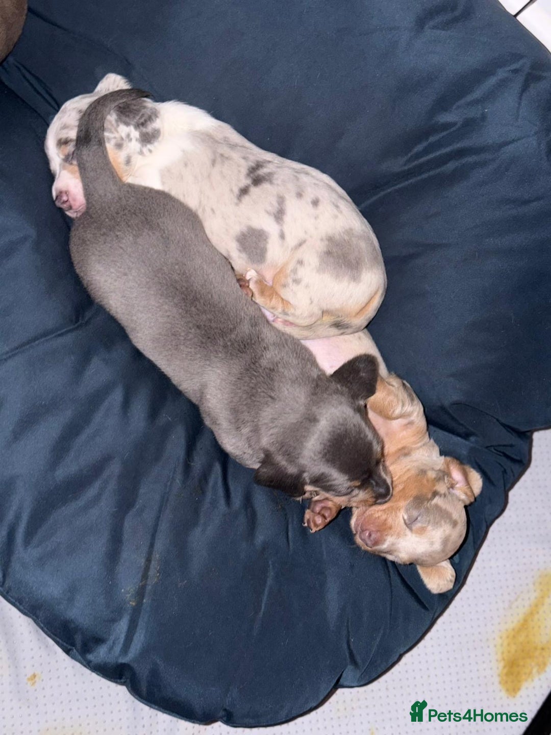 Miniature Dachshund dogs for sale: Beautiful Miniature dachshund pups  - Advert 16