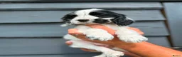 Cocker Spaniel dogs for sale: Show Cocker Pups Ready Now⭐️ - Advert 11