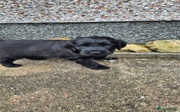 Flat coated Retriever dogs for sale: Flat coat retriever  - Image 13