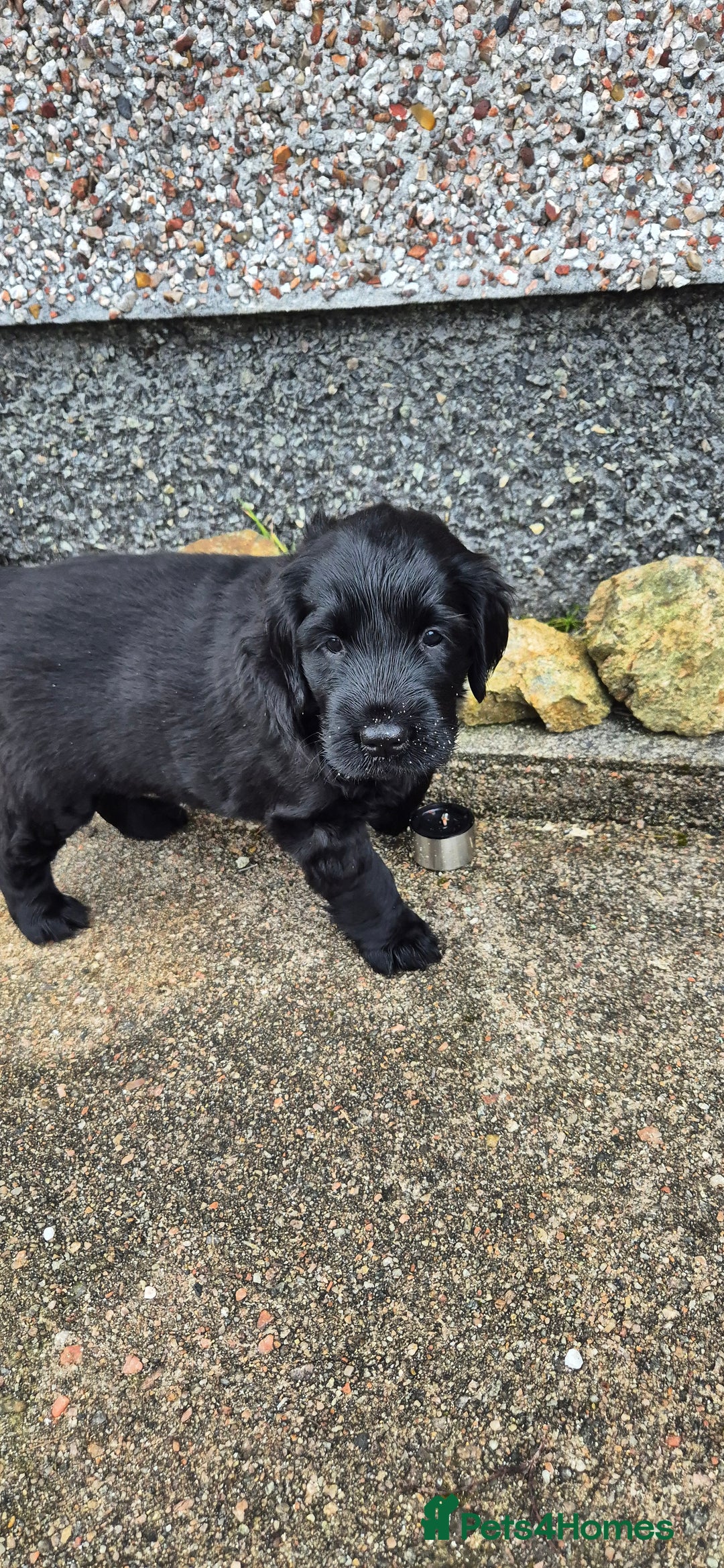 Flat coated Retriever dogs for sale: Flat coat retriever  - Image 13
