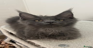 Maine Coon cats - Advert 16