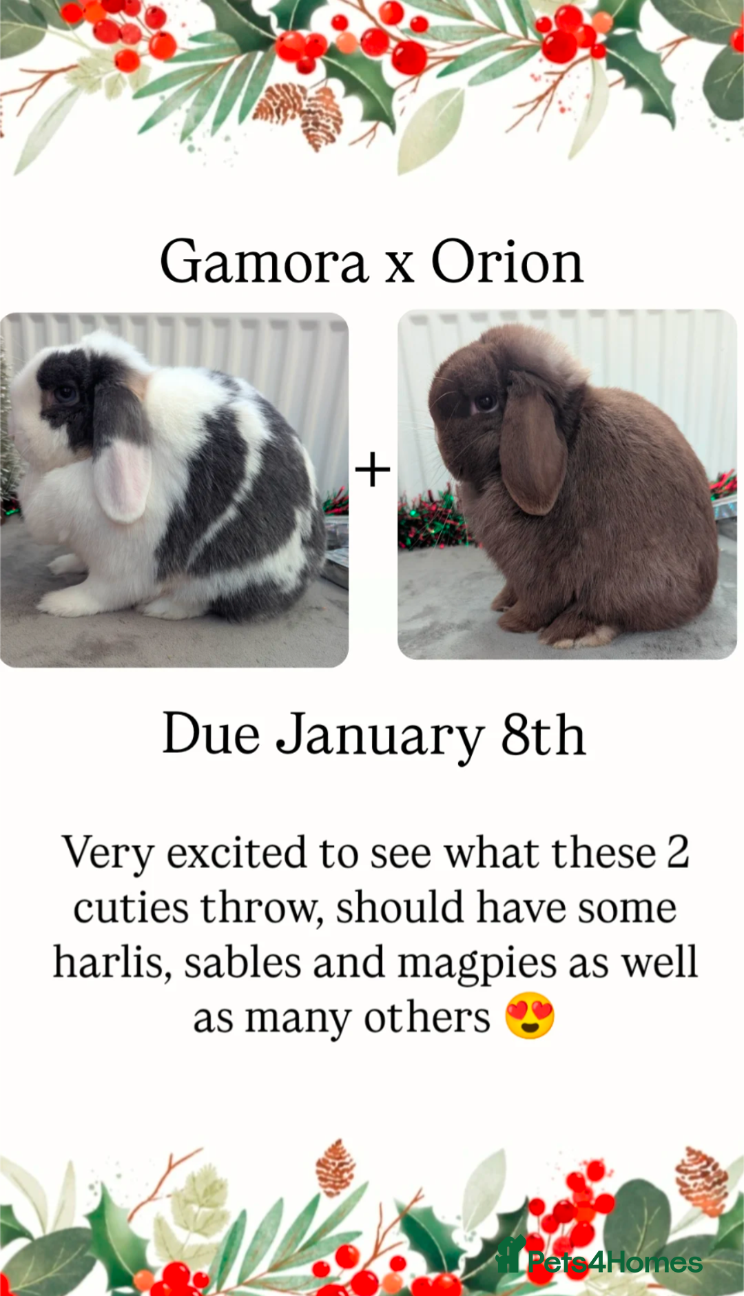 Mini Lop rabbits for sale: Mini lop babies waiting list  - Advert 16