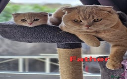 British Shorthair cats for sale: British Shorthair  - Image 18
