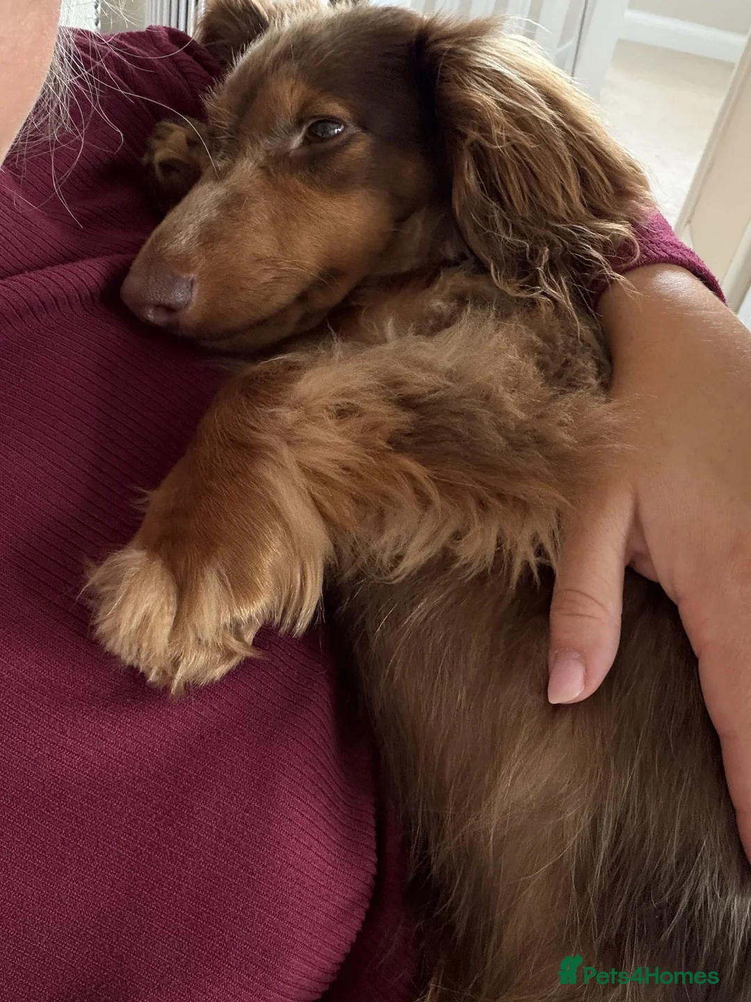Miniature Dachshund dogs for sale: 8 month old Dapple Miniature Dachshund  in Pontyclun - Advert 5