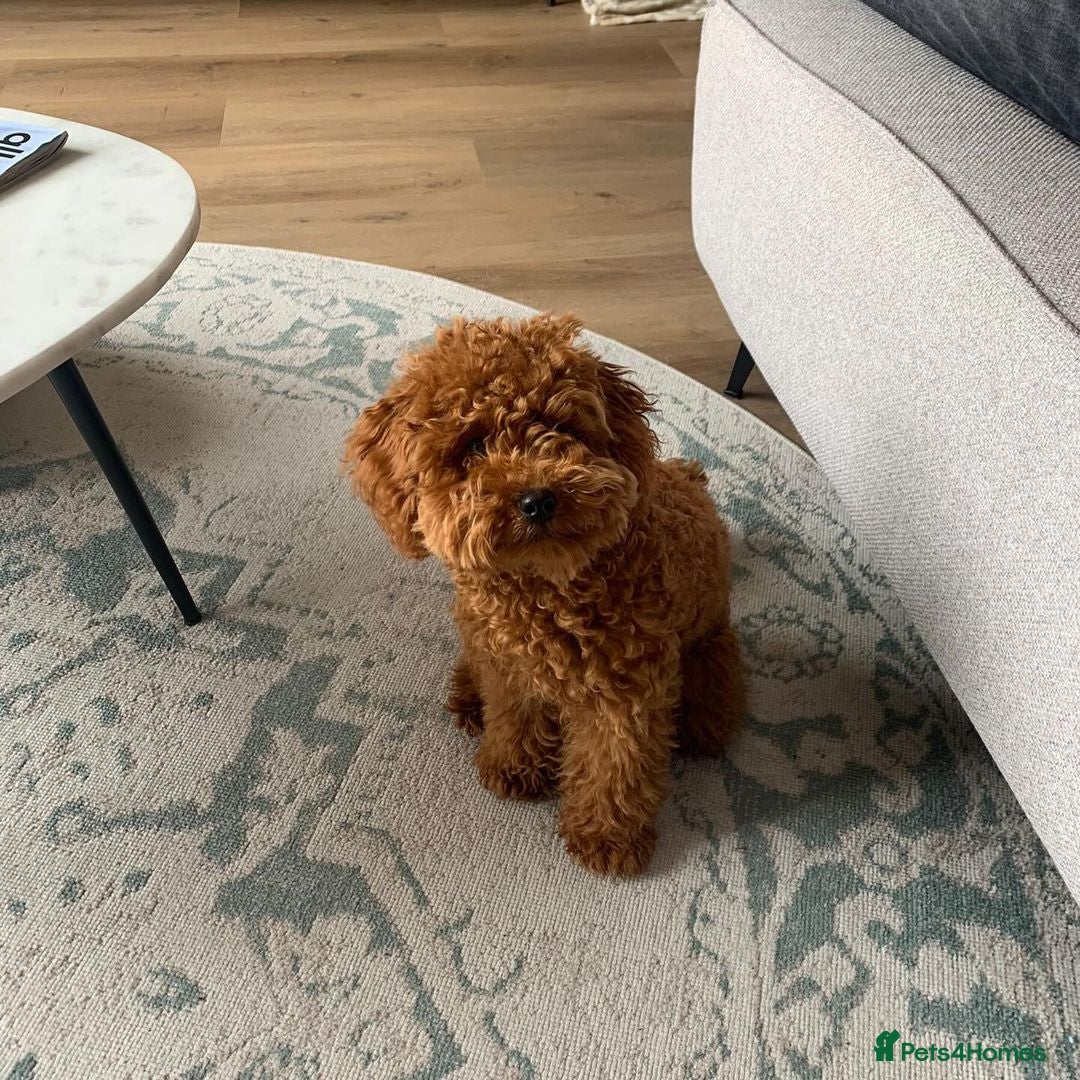 Toy Poodle dogs for sale: Seeking a New Home Toy Poodle Puppy Charlie - Advert 3