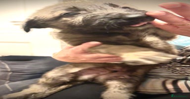 Irish Wolfhound dogs - Advert 2