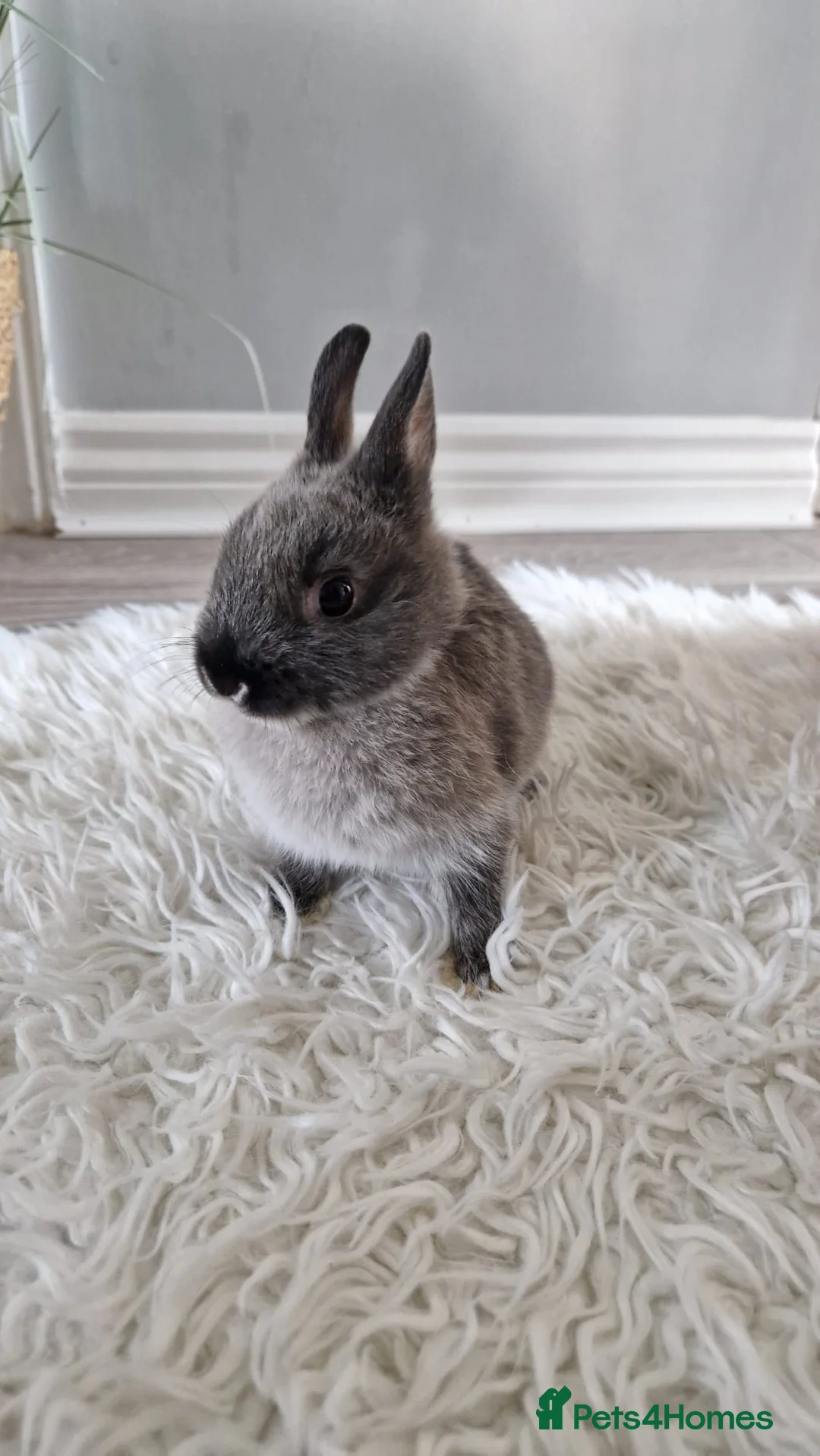 Netherland Dwarf rabbits for sale: Netherland dwarf bunnies - Advert 15