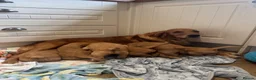 Golden Retriever dogs for sale: KC working line from health tested parents  in Saltburn-by-the-Sea - Advert 3