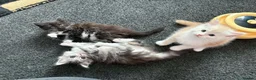 Maine Coon cats for sale: Stunning Maine Coon Kittens - Advert 3