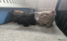 Norwegian Forest Cat cats for sale: Nfc/bsh beautiful mix  - Image 5
