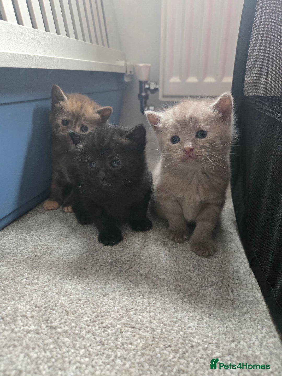 Norwegian Forest Cat cats for sale: Nfc/bsh beautiful mix  - Image 5