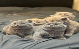 British Shorthair cats for sale: British shorthair blue and lilac  - Image 16