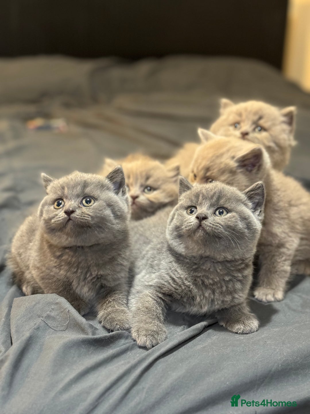 British Shorthair cats for sale: British shorthair blue and lilac  - Image 16