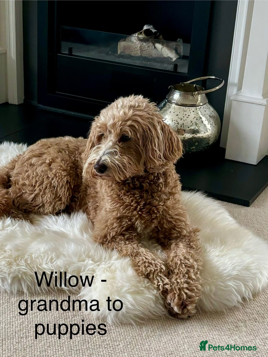 Mixed Breed dogs for sale: Beautiful Millie's Expecting DoubleDoodles - Advert 8