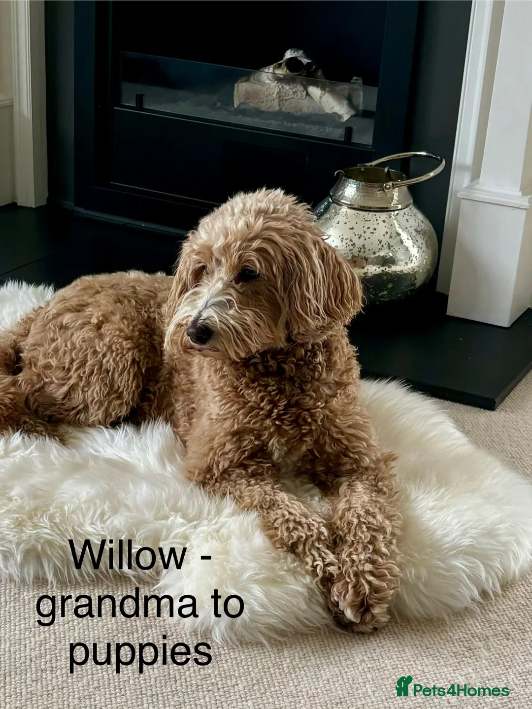 Mixed Breed dogs for sale: Beautiful Millie's Expecting DoubleDoodles - Advert 8