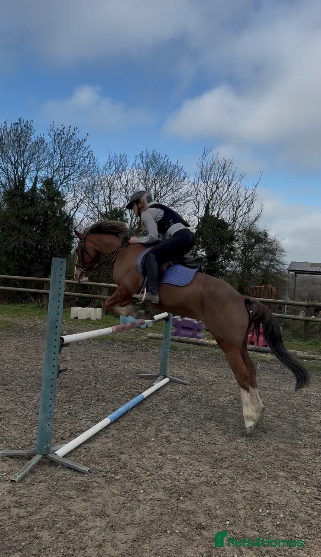 Other Breed horses for sale: Folly | 14hh | 13 y/o | quantock hill pony in Okehampton - Advert 2