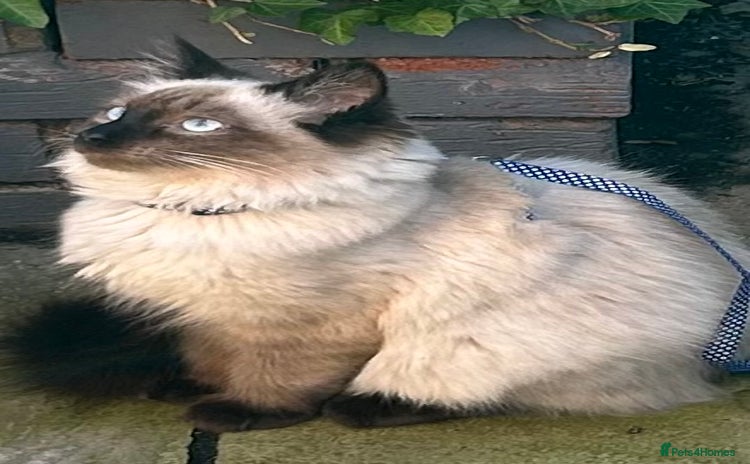 Ragdoll cats - Advert 3