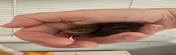 Quail poultry for sale: Button quail  - Advert 5