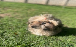 Shih Tzu dogs for sale: ❤️ Wilson has now joined his forever family ❤️ - Image 7