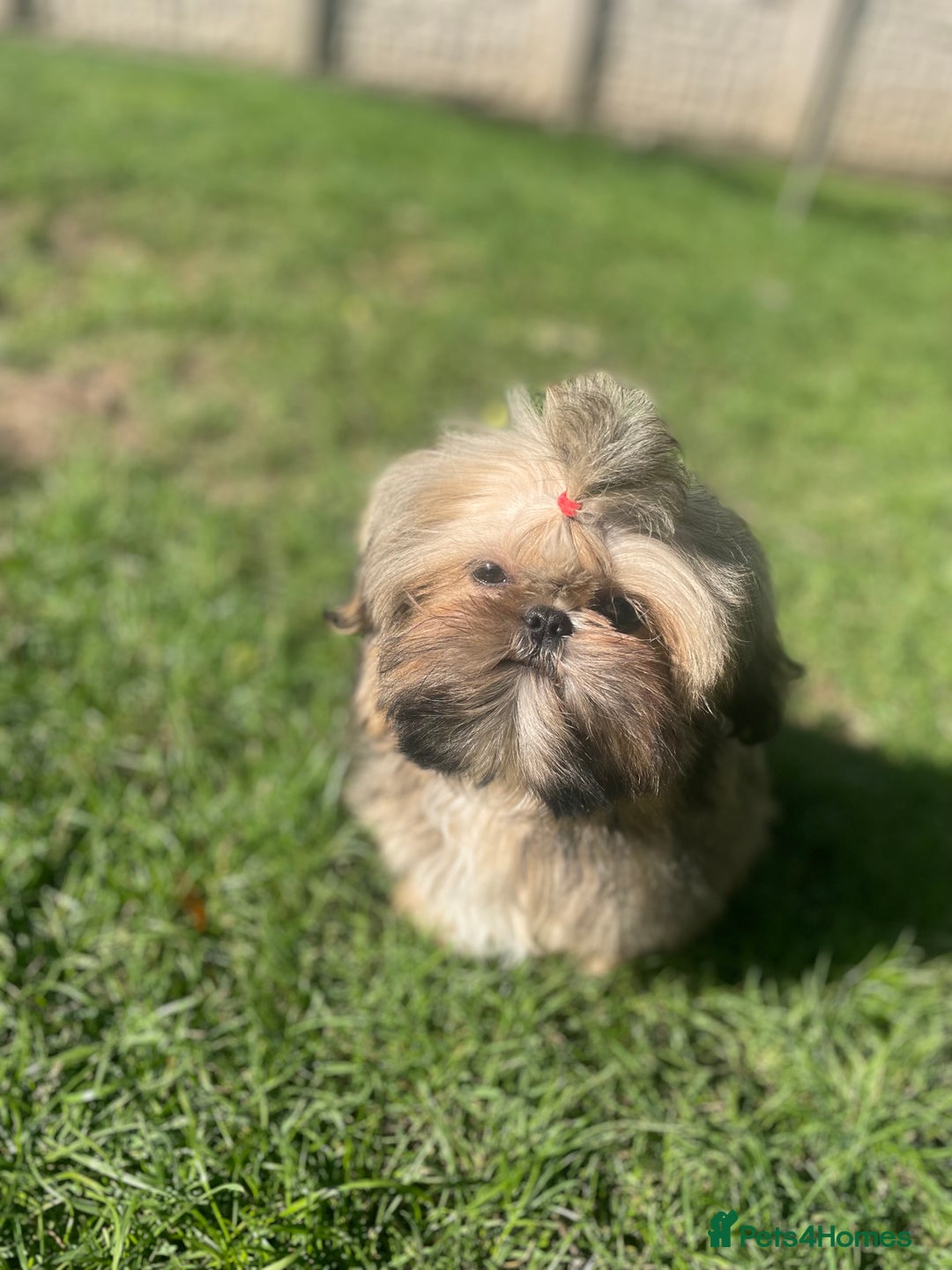 Shih Tzu dogs for sale: ❤️ Wilson has now joined his forever family ❤️ - Image 7