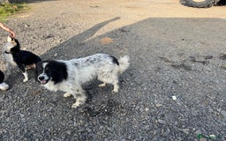 Border Collie dogs for sale: 3 males left .. female now sold! - Image 9