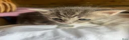 Mixed Breed cats for sale: Persian x Siamese  kittens for sale  in Canterbury - Advert 7