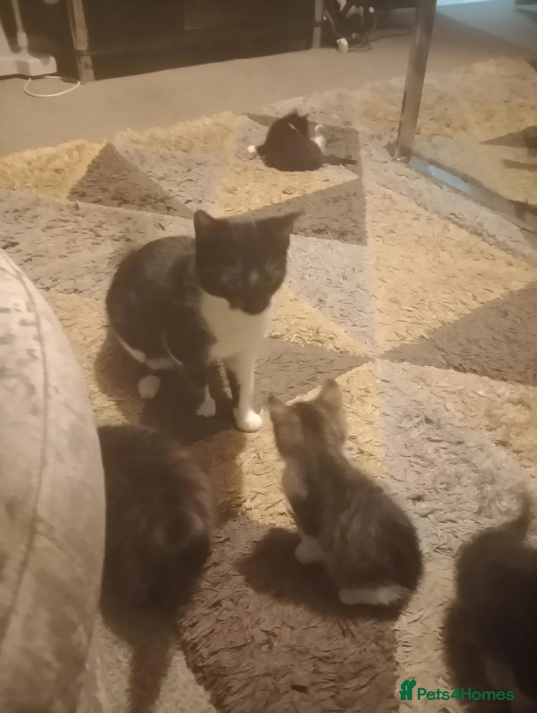 Mixed Breed cats for sale: Tabby kitten  in Manchester - Advert 1