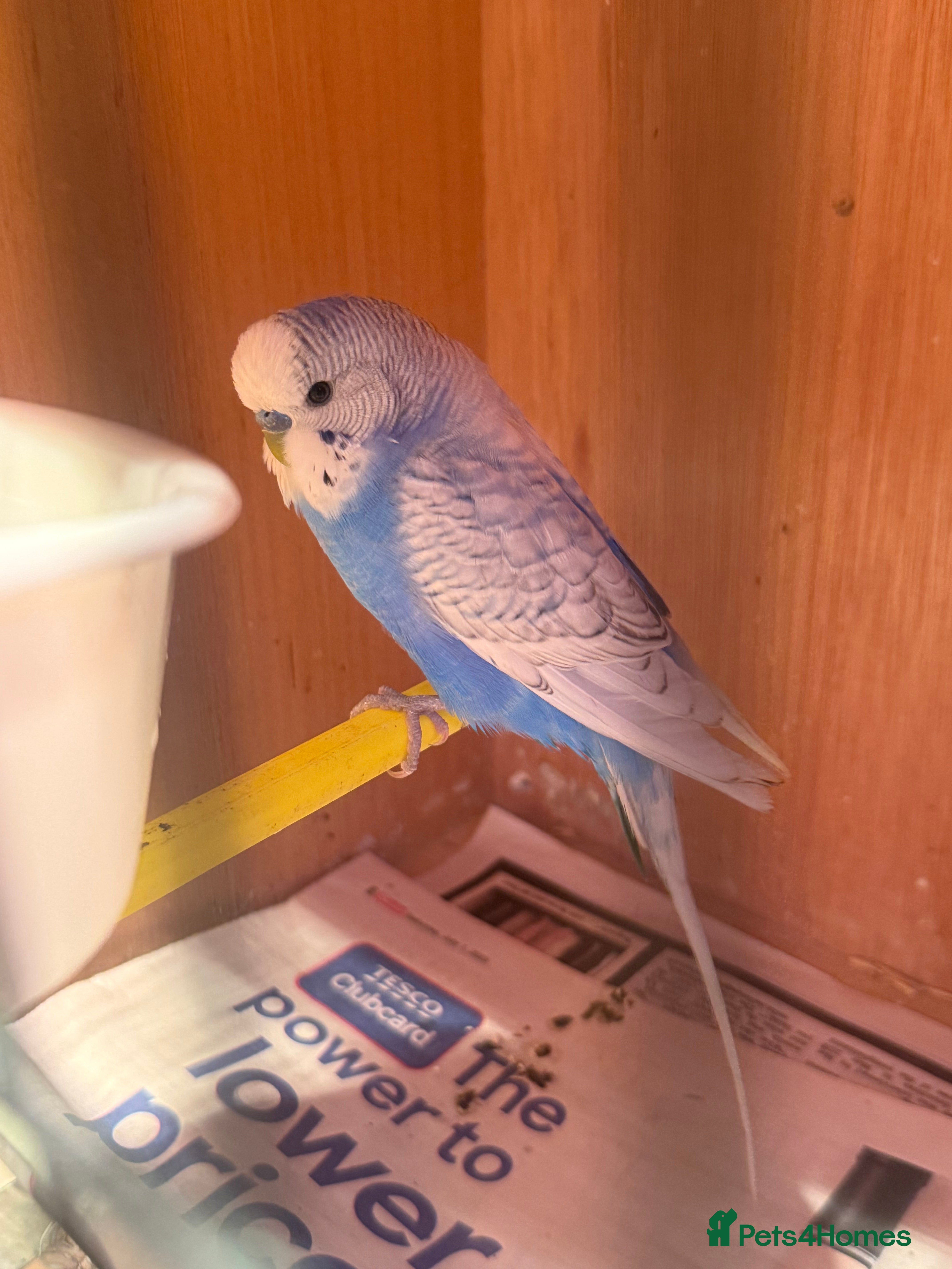 Budgerigars birds Aviary budgie  - Advert 5