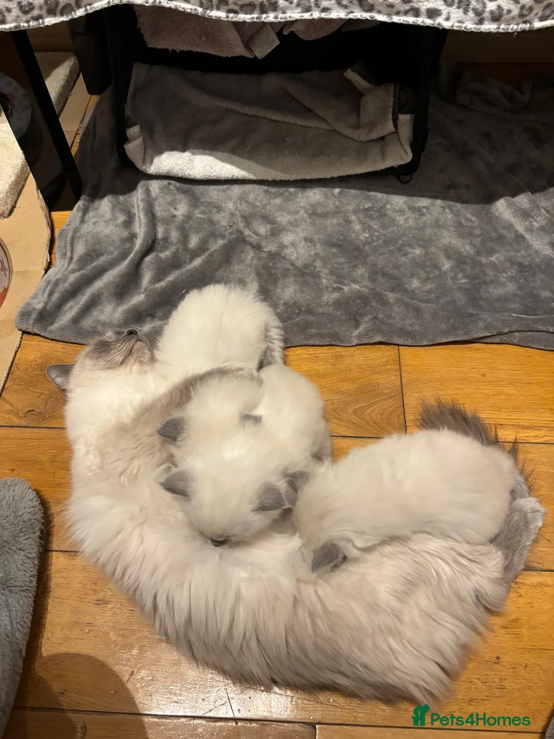 Ragdoll cats for sale: Beautiful Cuddly Purebred Kittens in Great Yarmouth - Advert 16