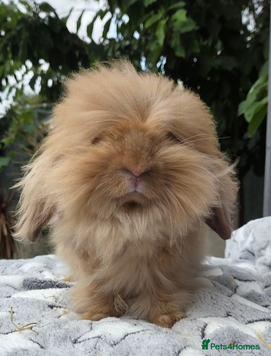 Mini Lion Lop rabbits for sale: Male  angora x mini lop  called Elvis)  - Advert 2