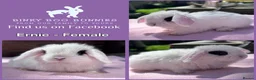 Mini Lop rabbits for sale: Baby Mini Lop Bunnies - Reserve now, collect 10/06 - Advert 11