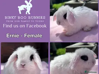 Mini Lop rabbits Baby Mini Lop Bunnies - Reserve now, collect 10/06 - Advert 2