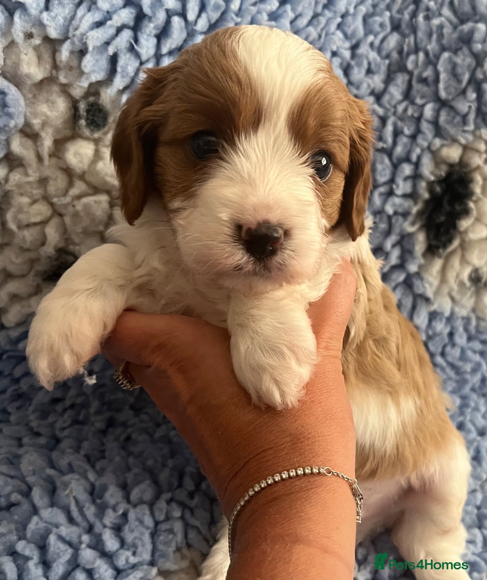 Cavapoo dogs Beautiful cavapoo puppies - Advert 2