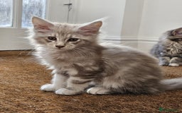 Maine Coon cats for sale: XL Maine Coon kittens - Image 7